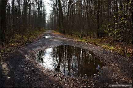 Pădurea de toamnă din rezervația Prioksko-Terrasny