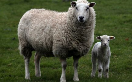 Особливості вибору комбікорми для овець