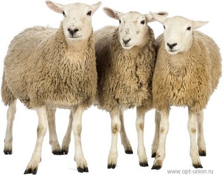 Особливості вибору комбікорми для овець
