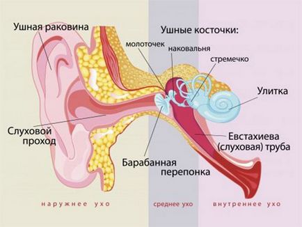 Otita la adulti simptome si metode de tratament, motive, prevenire