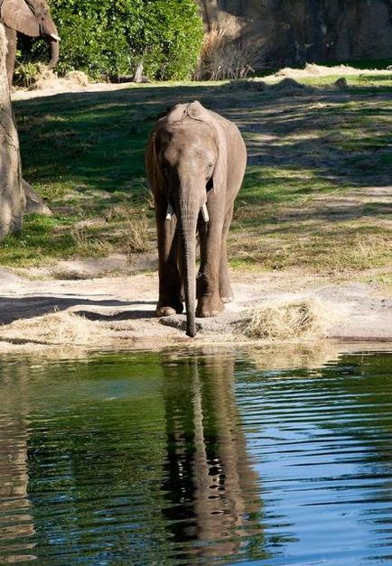 Відображення тварин у воді