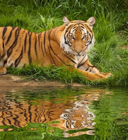 Відображення тварин у воді