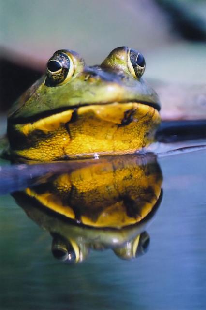 Reflecțiile animalelor în apă