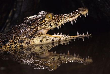 Відображення тварин у воді