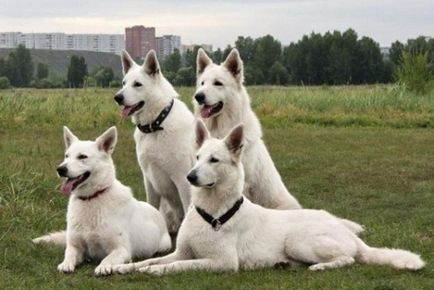 Sheepdogs sunt diferiți, portalul femeilor din Belarus