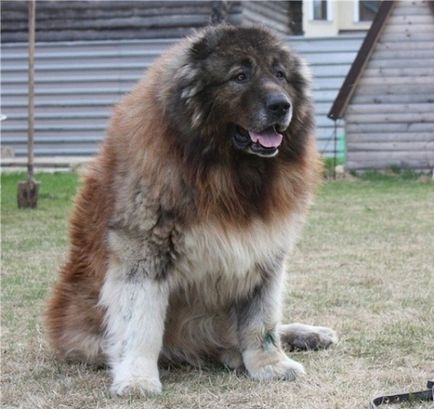 Sheepdogs sunt diferiți, portalul femeilor din Belarus