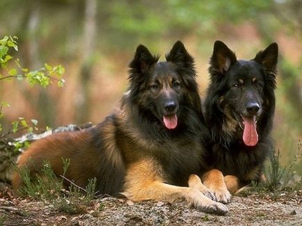 Sheepdogs sunt diferiți, portalul femeilor din Belarus