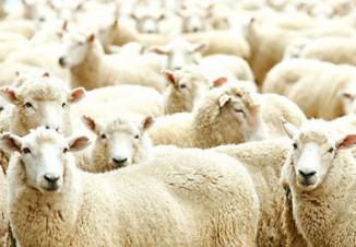 Вівчарство бізнес-план фермерського господарства, як скласти, розведення і утримання овець