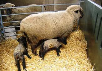 Sheep tenyészkertekhez üzleti terv létrehozása, a tenyésztési és juhok