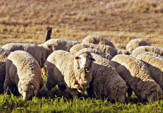 Sheep tenyészkertekhez üzleti terv létrehozása, a tenyésztési és juhok