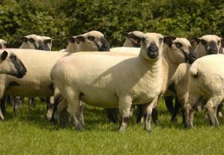 Sheep tenyészkertekhez üzleti terv létrehozása, a tenyésztési és juhok