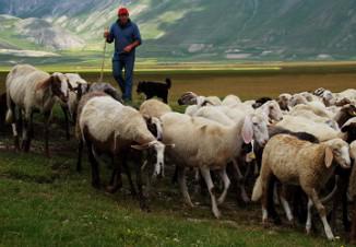 Planul de afaceri al fermei de ovine a fermei, cum se completează, se reproduc și se păstrează oile