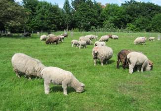 Sheep tenyészkertekhez üzleti terv létrehozása, a tenyésztési és juhok