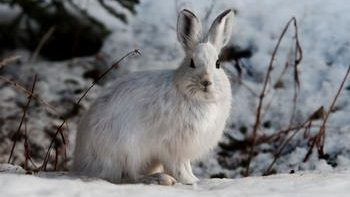 Полювання на зайця восени з гончими, наганянням, з підходу