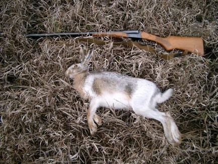 Полювання на зайця восени з гончими, наганянням, з підходу