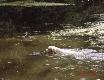 Vânătoare - vânătoare cu câine - vânătoare cu un retriever de aur - vânătoare cu un retriever de aur - vânătoare pentru