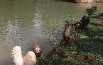 Vânătoare - vânătoare cu câine - vânătoare cu un retriever de aur - vânătoare cu un retriever de aur - vânătoare pentru