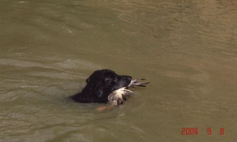 Vânătoare - vânătoare cu câine - vânătoare cu un retriever de aur - vânătoare cu un retriever de aur - vânătoare pentru