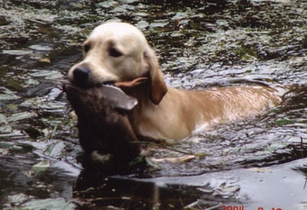 Vânătoare - vânătoare cu câine - vânătoare cu un retriever de aur - vânătoare cu un retriever de aur - vânătoare pentru