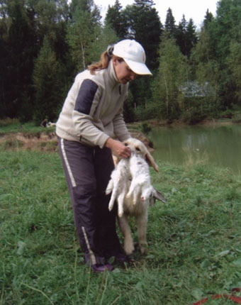 Vânătoare - vânătoare cu câine - vânătoare cu un retriever de aur - vânătoare cu un retriever de aur - vânătoare pentru