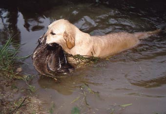 Vânătoare - vânătoare cu câine - vânătoare cu un retriever de aur - vânătoare cu un retriever de aur - vânătoare pentru