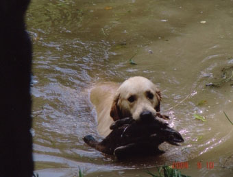 Vânătoare - vânătoare cu câine - vânătoare cu un retriever de aur - vânătoare cu un retriever de aur - vânătoare pentru