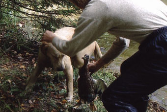 Vânătoare - vânătoare cu câine - vânătoare cu un retriever de aur - vânătoare cu un retriever de aur - vânătoare pentru