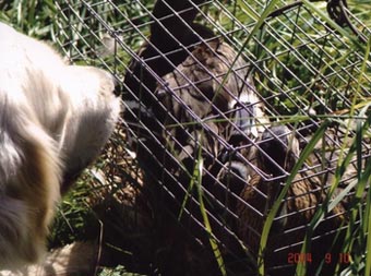 Vânătoare - vânătoare cu câine - vânătoare cu un retriever de aur - vânătoare cu un retriever de aur - vânătoare pentru