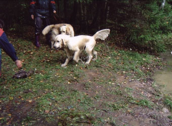 Vânătoare - vânătoare cu câine - vânătoare cu un retriever de aur - vânătoare cu un retriever de aur - vânătoare pentru