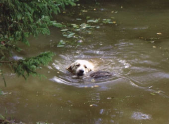 Vânătoare - vânătoare cu câine - vânătoare cu un retriever de aur - vânătoare cu un retriever de aur - vânătoare pentru