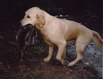 Vânătoare - vânătoare cu câine - vânătoare cu un retriever de aur - vânătoare cu un retriever de aur - vânătoare pentru