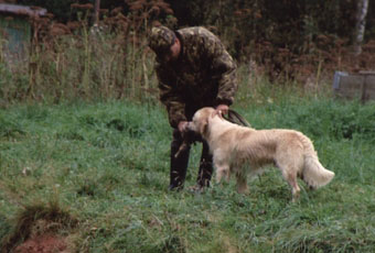 Vânătoare - vânătoare cu câine - vânătoare cu un retriever de aur - vânătoare cu un retriever de aur - vânătoare pentru