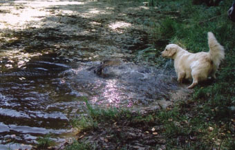 Vânătoare - vânătoare cu câine - vânătoare cu un retriever de aur - vânătoare cu un retriever de aur - vânătoare pentru