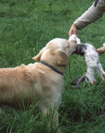 Vânătoare - vânătoare cu câine - vânătoare cu un retriever de aur - vânătoare cu un retriever de aur - vânătoare pentru