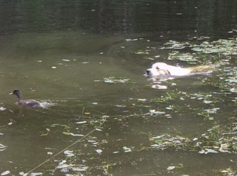 Vânătoare - vânătoare cu câine - vânătoare cu un retriever de aur - vânătoare cu un retriever de aur - vânătoare pentru