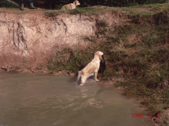 Vânătoare - vânătoare cu câine - vânătoare cu un retriever de aur - vânătoare cu un retriever de aur - vânătoare pentru