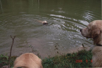 Vânătoare - vânătoare cu câine - vânătoare cu un retriever de aur - vânătoare cu un retriever de aur - vânătoare pentru