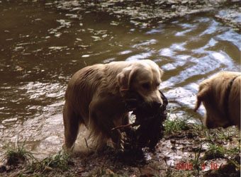 Vânătoare - vânătoare cu câine - vânătoare cu un retriever de aur - vânătoare cu un retriever de aur - vânătoare pentru