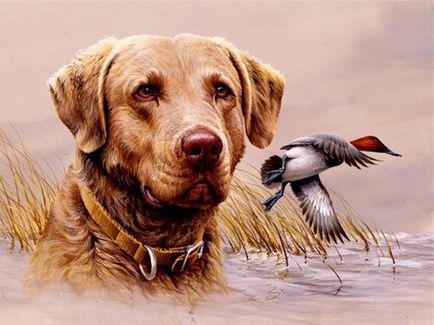 Vânătoare cu un retriever - câini de vânătoare