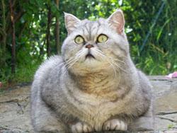Obezitatea la pisici, medic veterinar