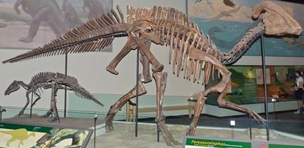 Parasauroloff este un dinozaur erbivor