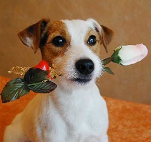 Parson îndepărta terrierul și jack russell terrier, decordog