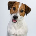 Parson îndepărta terrierul și jack russell terrier, decordog