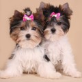 Parson Russell terrier és Jack Russell terrier, decordog