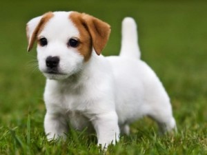 Parson îndepărta terrierul și jack russell terrier, decordog