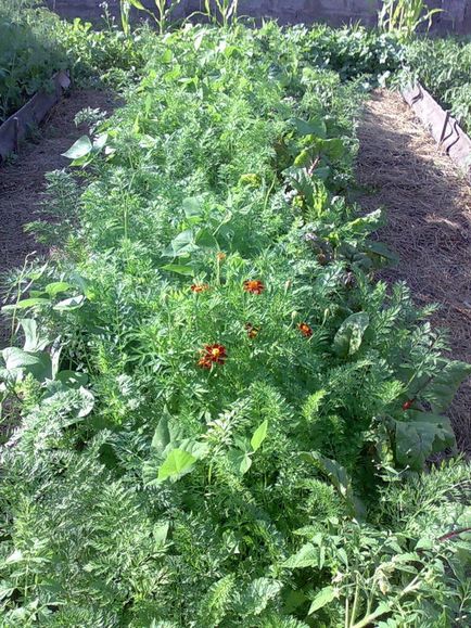 Pasynkovanie roșii, sau cum am salvat tomate