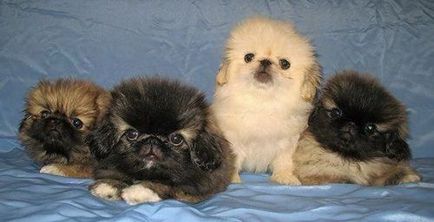 Pekines fotografie, descriere și descriere a rasei, câți trăiesc Pekingese