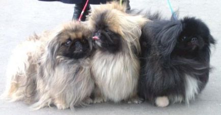 Pekines fotografie, descriere și descriere a rasei, câți trăiesc Pekingese