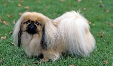 Pekines fotografie, descriere și descriere a rasei, câți trăiesc Pekingese