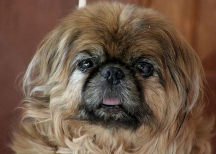 Pekines fotografie, descriere și descriere a rasei, câți trăiesc Pekingese